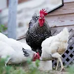 Granja Sierra Hermosa Farm stay *