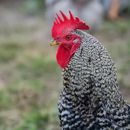 Granja Sierra Hermosa