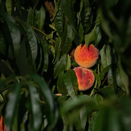 Granja Sierra Hermosa *