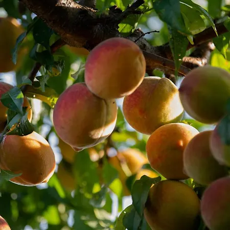 Granja Sierra Hermosa *