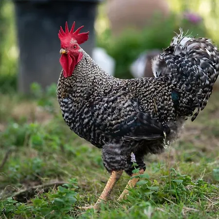 Granja Sierra Hermosa * Cecenas