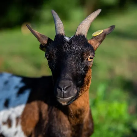 Granja Sierra Hermosa Фермерский дом Cecenas