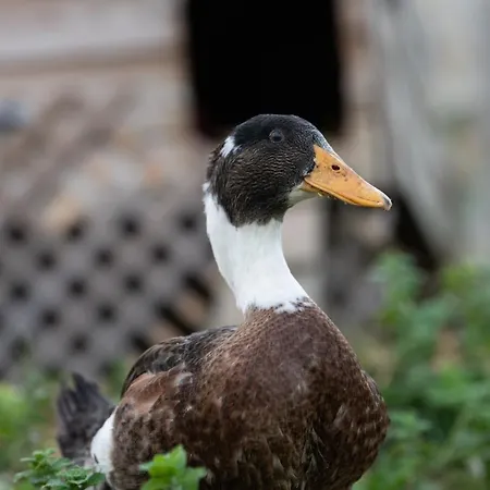Фермерский дом Granja Sierra Hermosa *