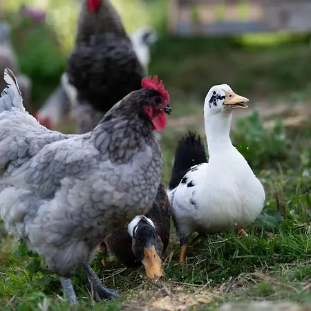 Granja Sierra Hermosa *