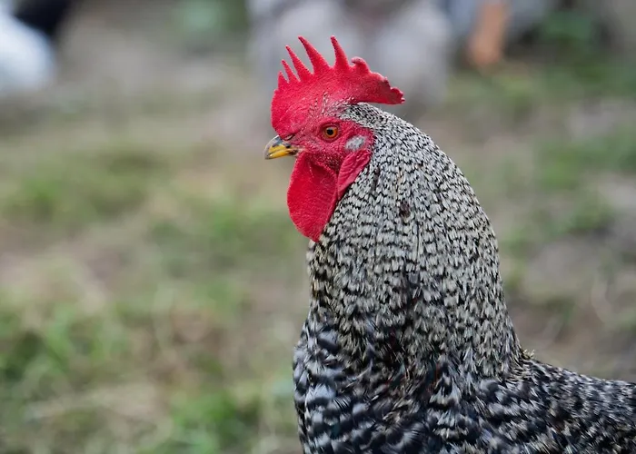 Granja Sierra Hermosa