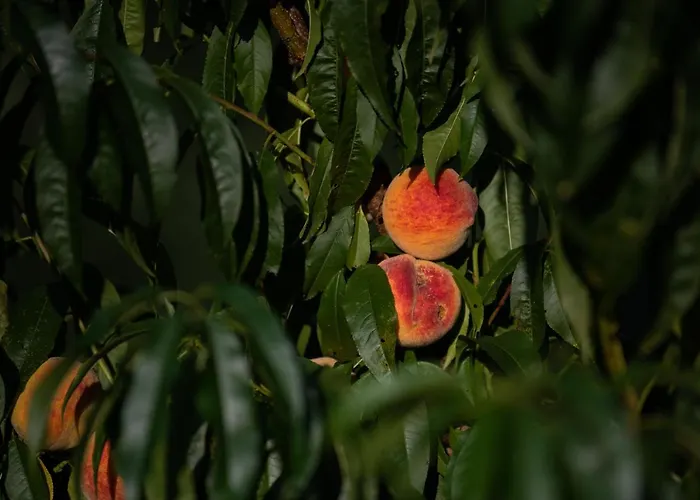 Granja Sierra Hermosa *