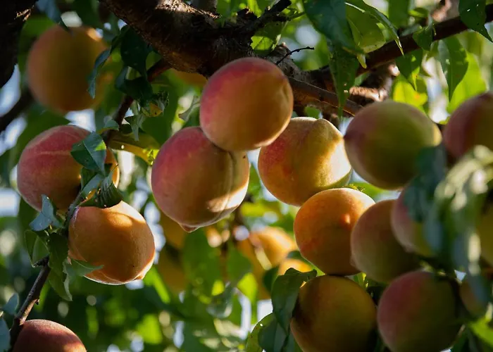 Granja Sierra Hermosa *
