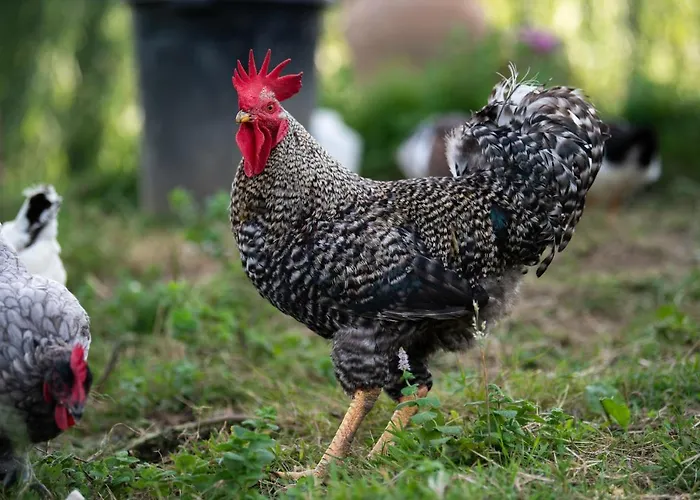 Granja Sierra Hermosa * Cecenas