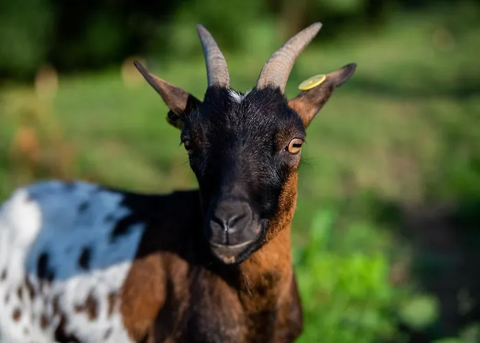 Granja Sierra Hermosa Фермерский дом Cecenas