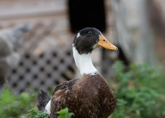 Фермерский дом Granja Sierra Hermosa *