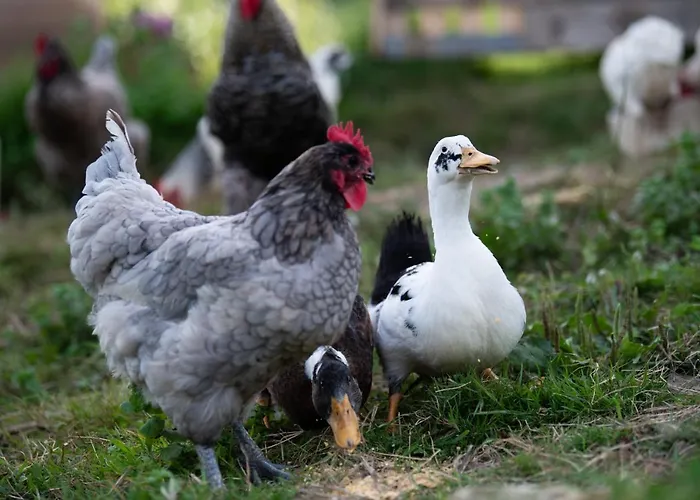 Granja Sierra Hermosa *