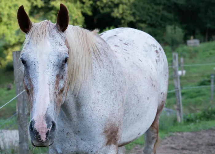 Granja Sierra Hermosa Фермерский дом Cecenas